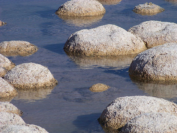 Annamaria Weldon, Thrombolites Clear Water